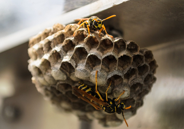 Azienda rimozione nidi calabroni vespe