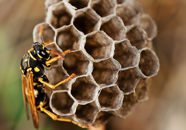 Disinfestazione vespe rimozione nidi