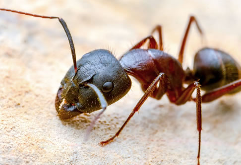 Disinfestazione formiche senza pesticidi