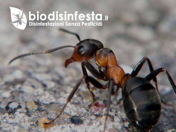 Disinfestazione formiche gel alimentare per eliminarle