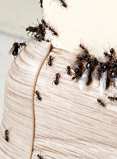 disinfestazione formiche senza pesticidi professionale